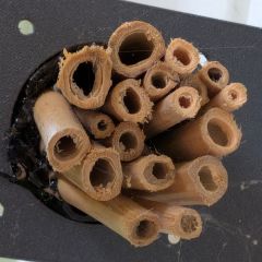 Bee Tunnel Nests:&nbsp;Emergence