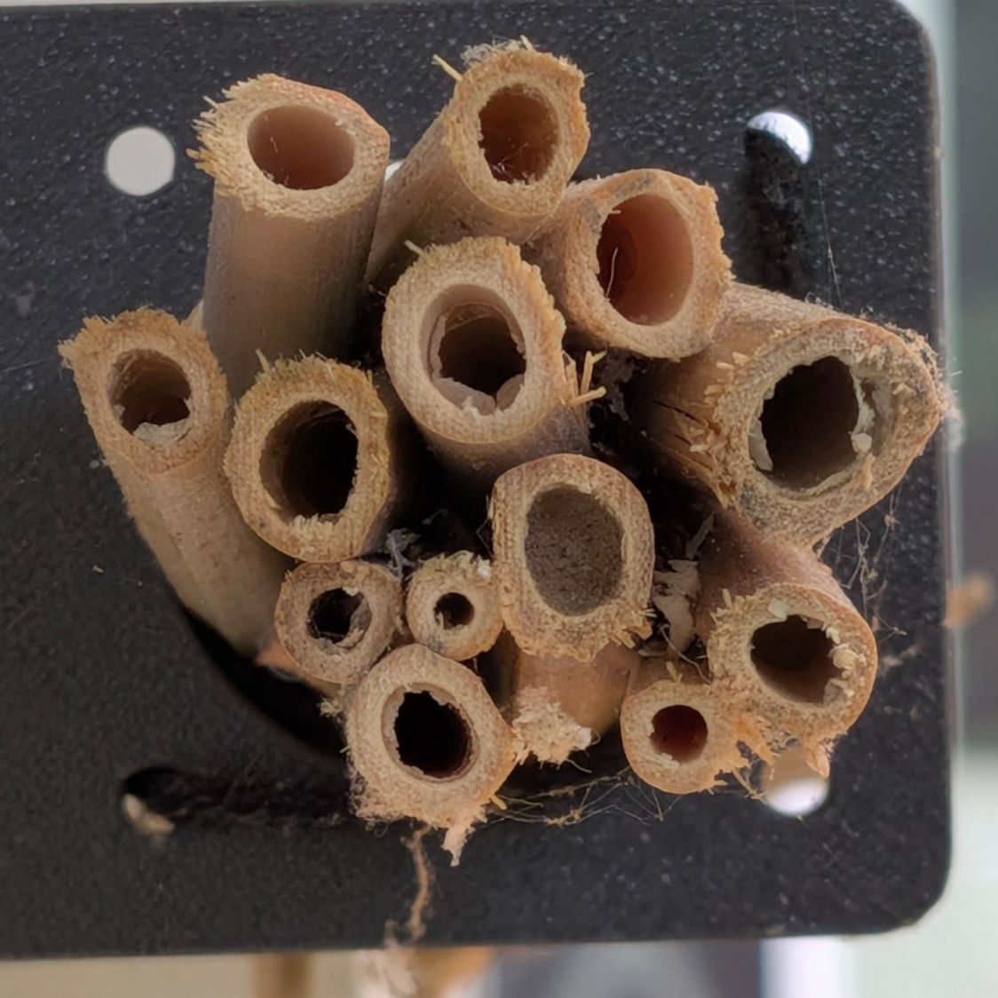 Bee Tunnel Nest - Small C