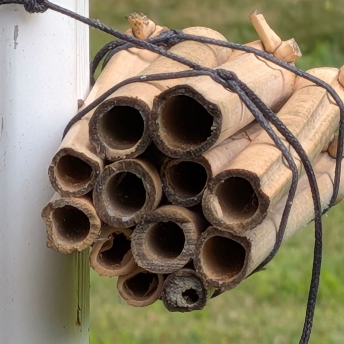 Bee Tunnel Nest - Medium
