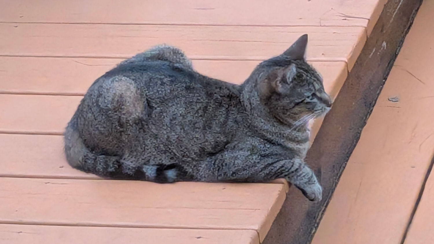 Cat on deck