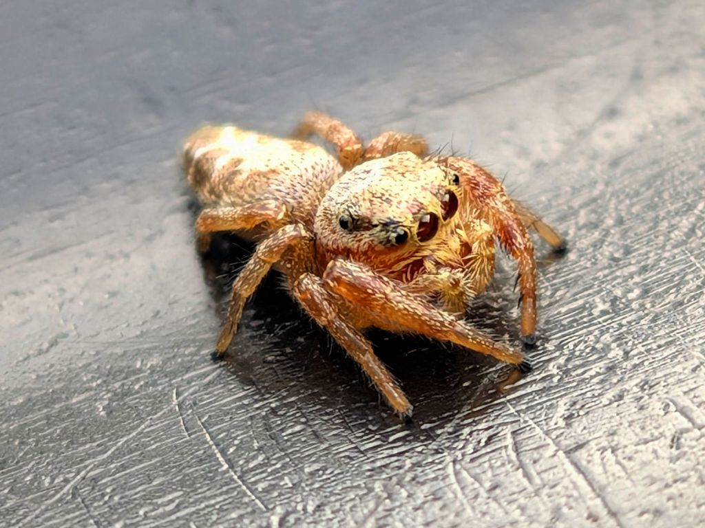 Jumping Spider