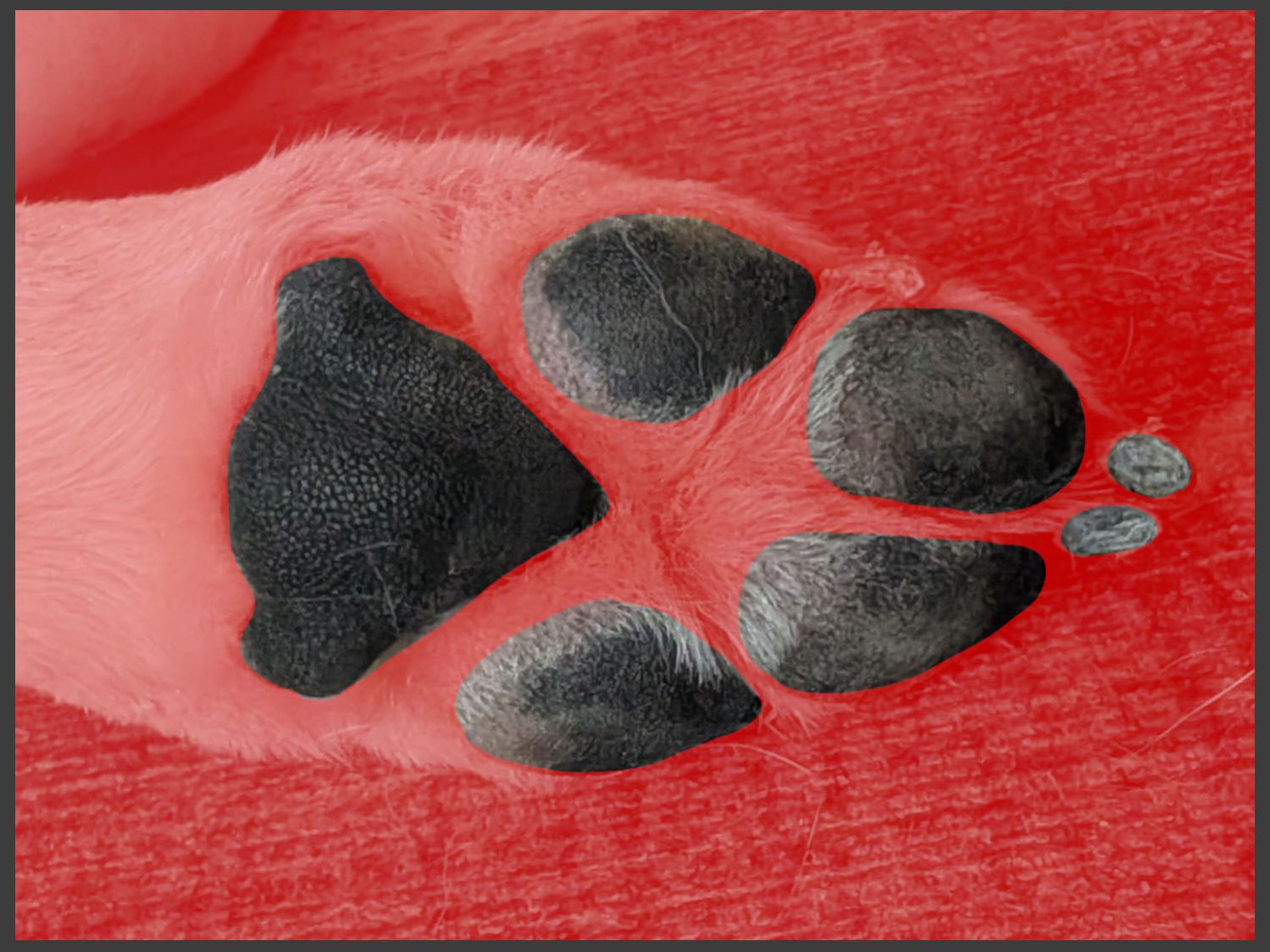 Dog Paw Coaster - pad mask