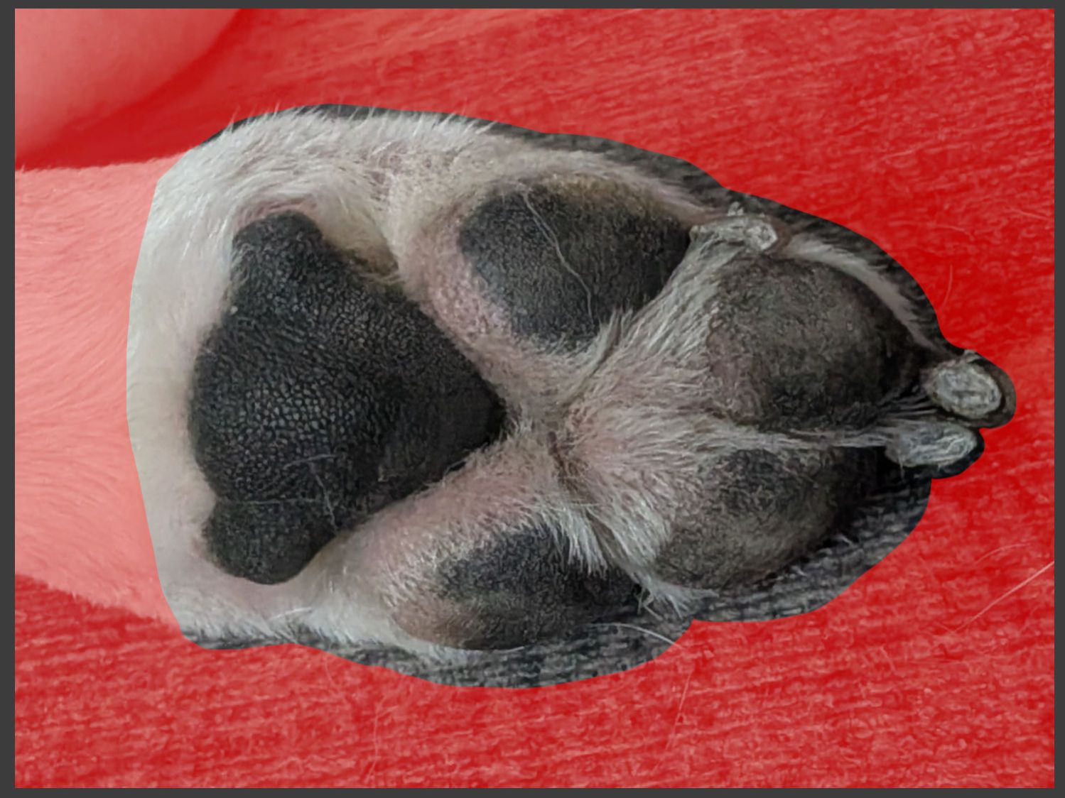Dog Paw Coaster - paw mask