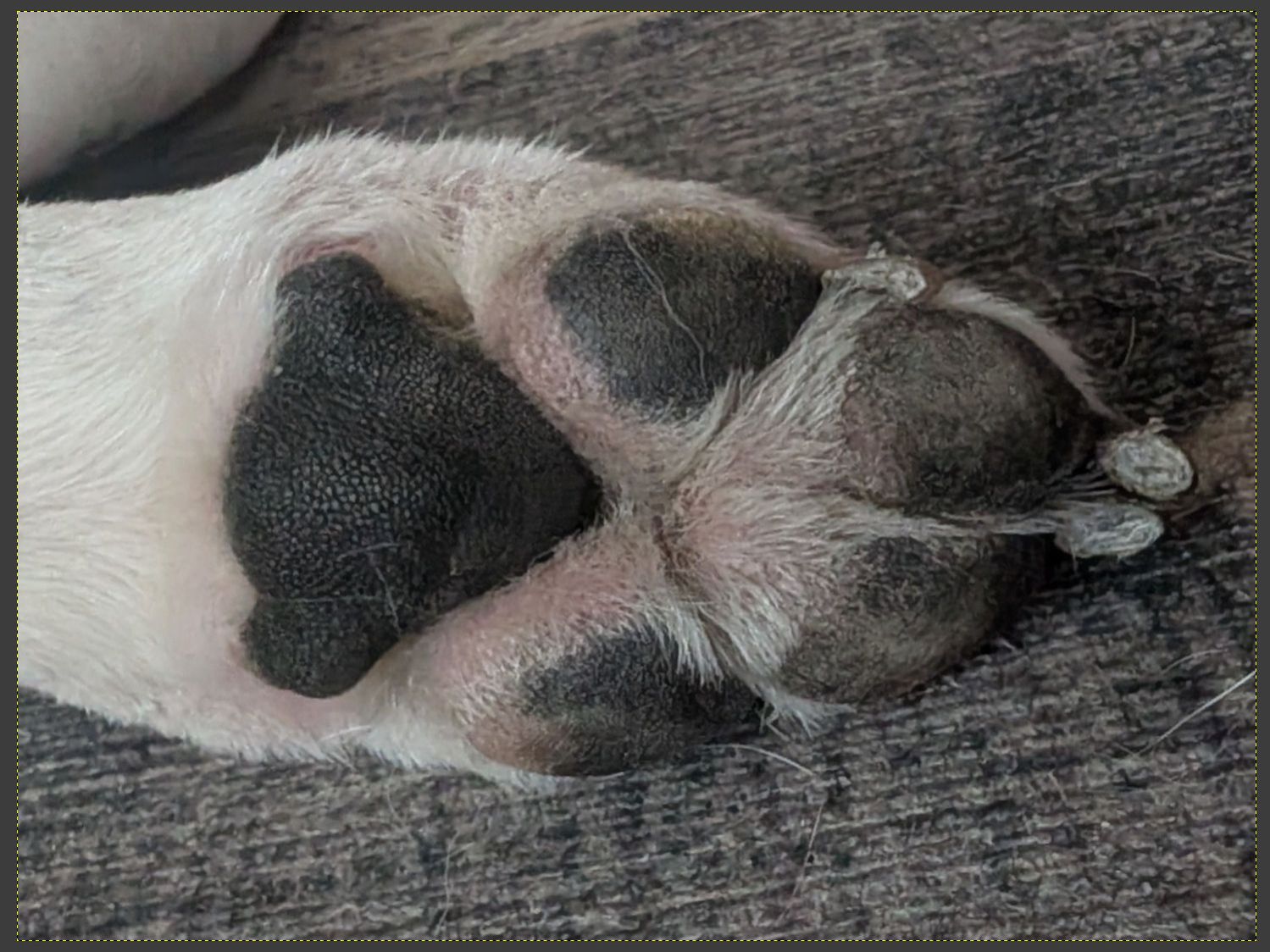 Dog Paw Coaster - starting picture
