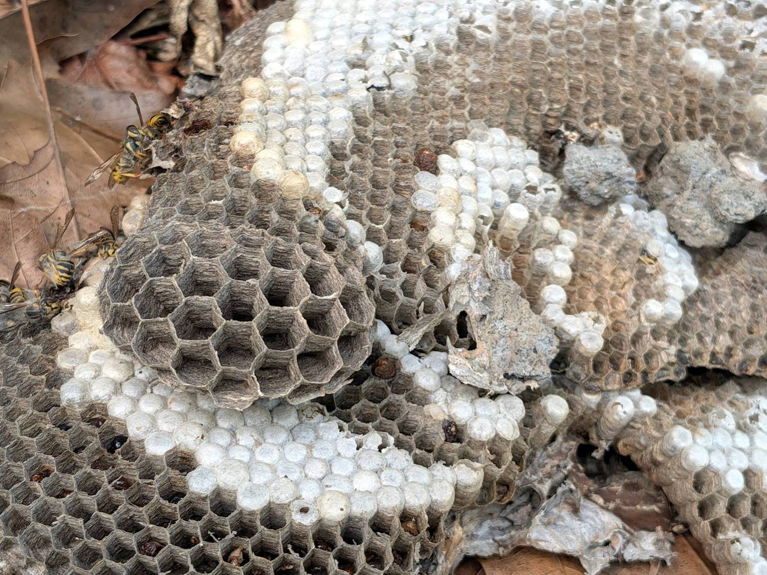 Yellowjacket wasp nest - new cell structure