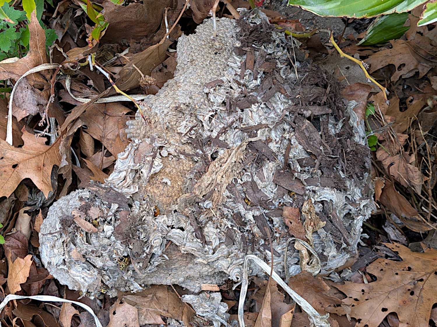Yellowjacket wasp nest - top overview