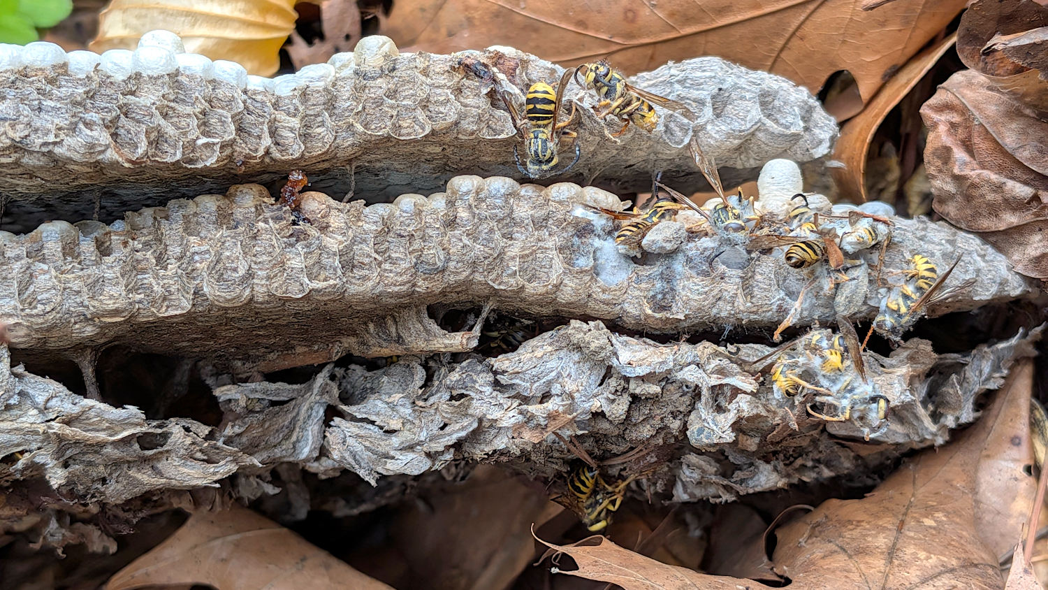 Yellowjacket wasp nest - side view