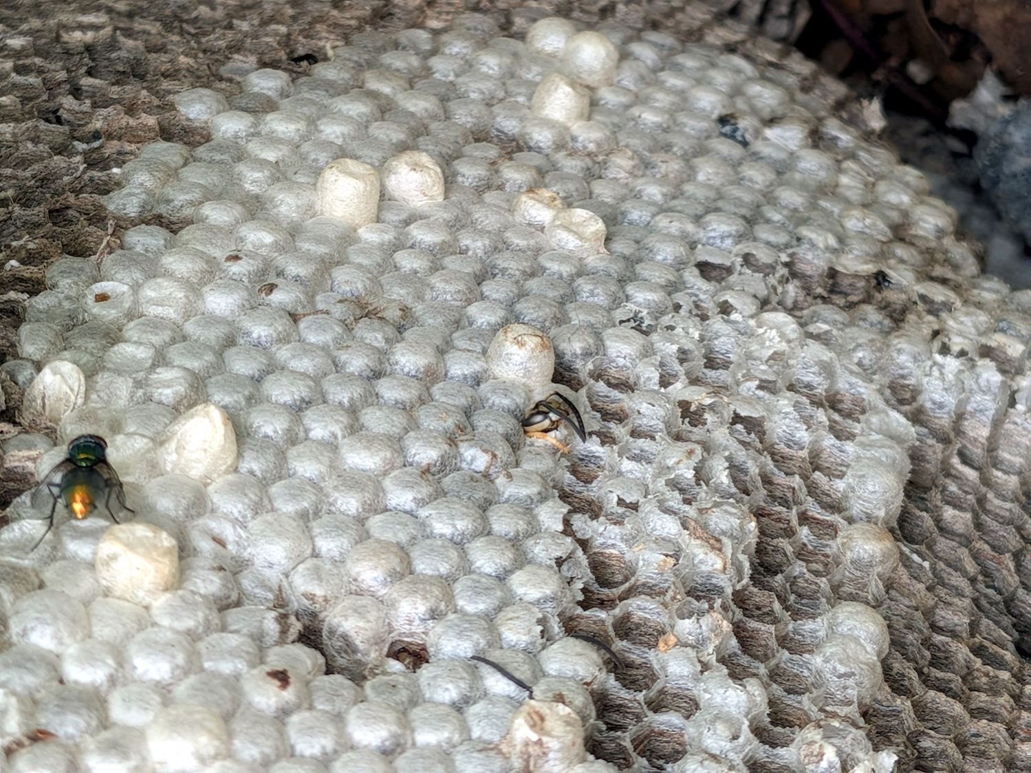 Yellowjacket wasp nest - capped cells