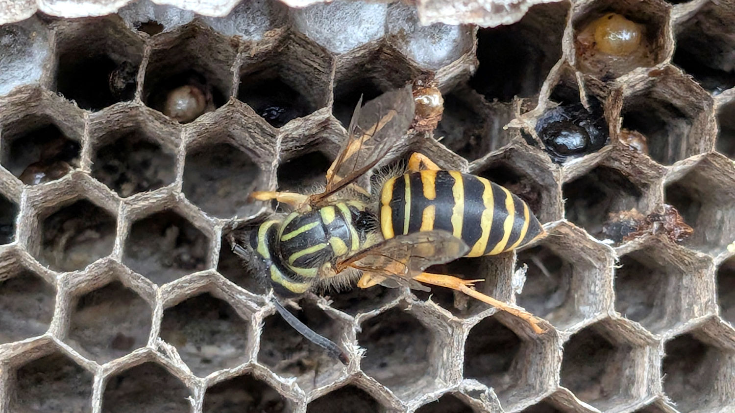 Yellowjacket wasp nest - wasp dorsal view
